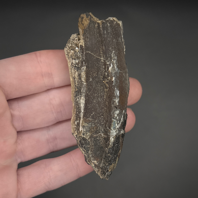 Neovenator Tooth Root