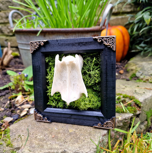 Deer Vertebrae &amp; Moss Frame Natural