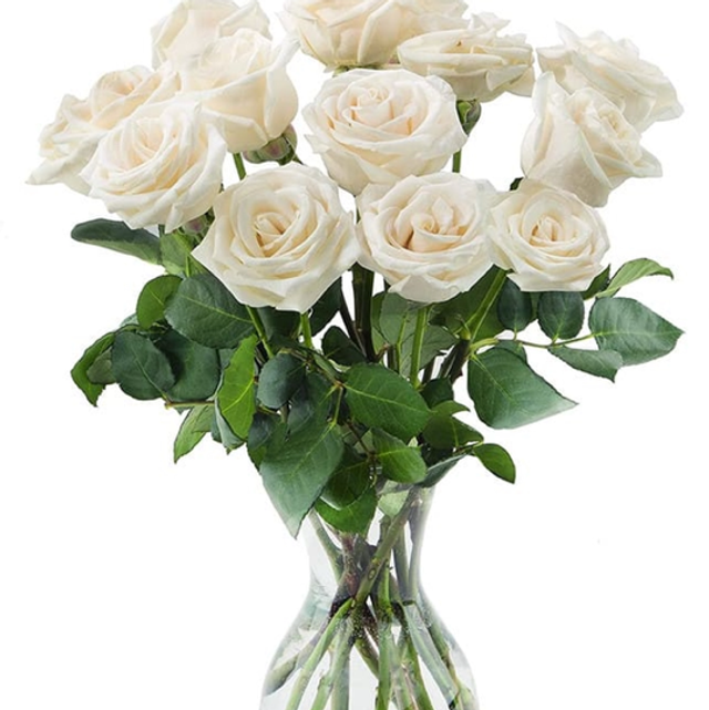 Fascio di 7 rose bianche con gipsofila 