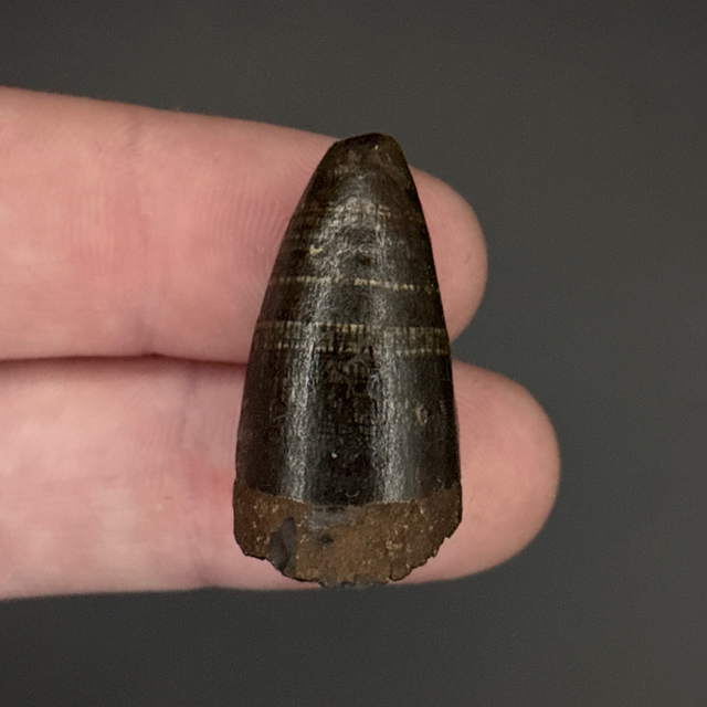 Alligator Tooth