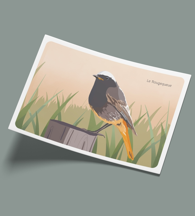 Cartes postales "les zozios" (lot de 4)