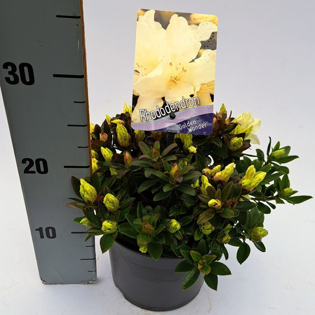 P10 . Rhododendron 'Golden Wonder'