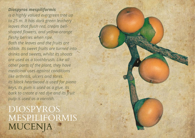 PRE ORDER set van 8 kaarten over de bijzondere bomen uit het miombo bos