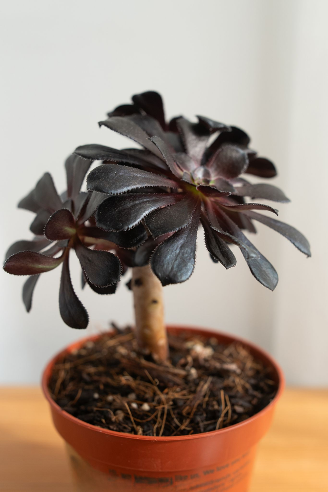 Aeonium Zwartkop 🌿