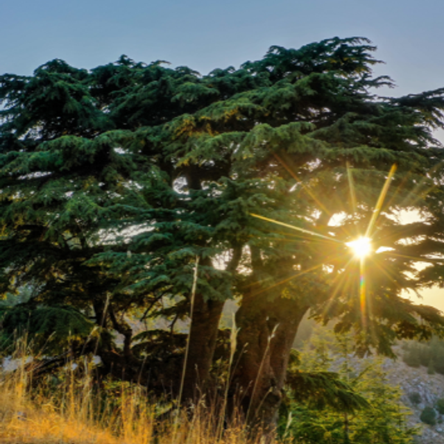 CEDRE DU LIBAN GALET FONDANT 15g