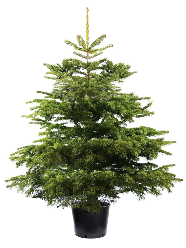2ft Pot Grown - Nordmann Fir Tree