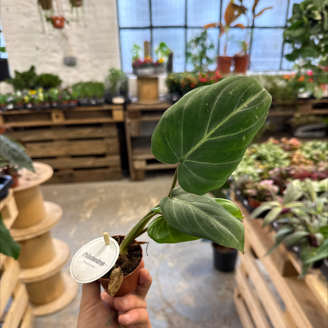 Baby Philodendron Gloriosum