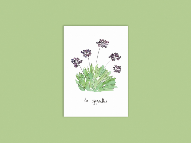 Lot de 6 cartes - plantes