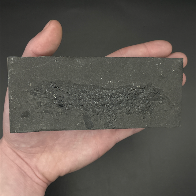 Osteolepis Lobe Finned Fish