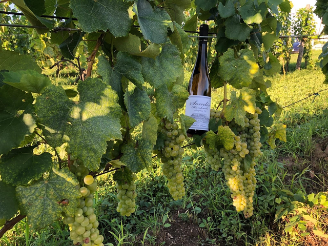 Csomag: Hárslevelű vertikális 6 palack 11% kedvezménnyel - ingyenes kiszállítás