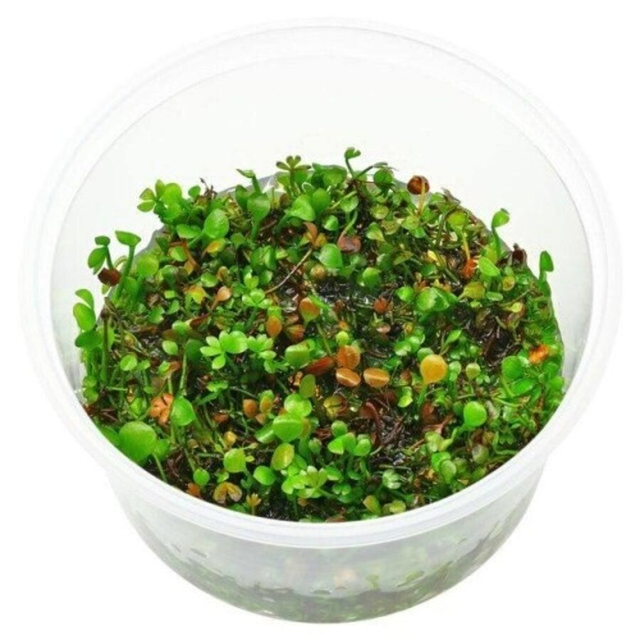 Marsilea Hirsuta in vitro 80cc 8946005309323