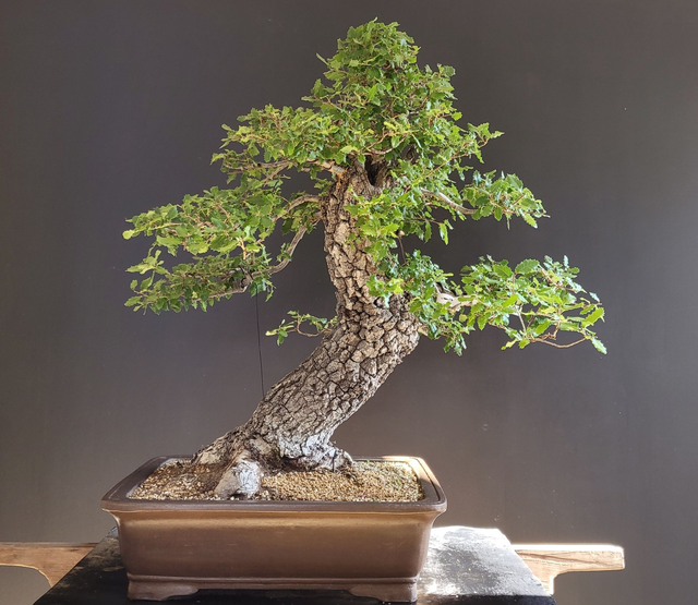(A002) chêne vert