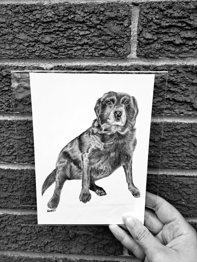 Black Lab Mini Print
