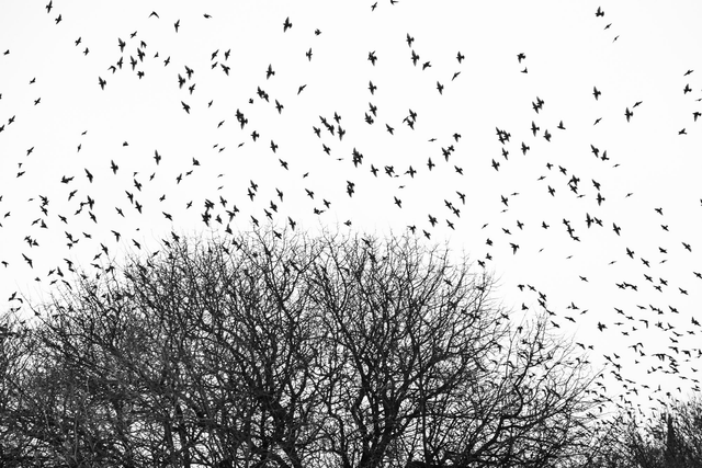 Little Birds, Big Bangs