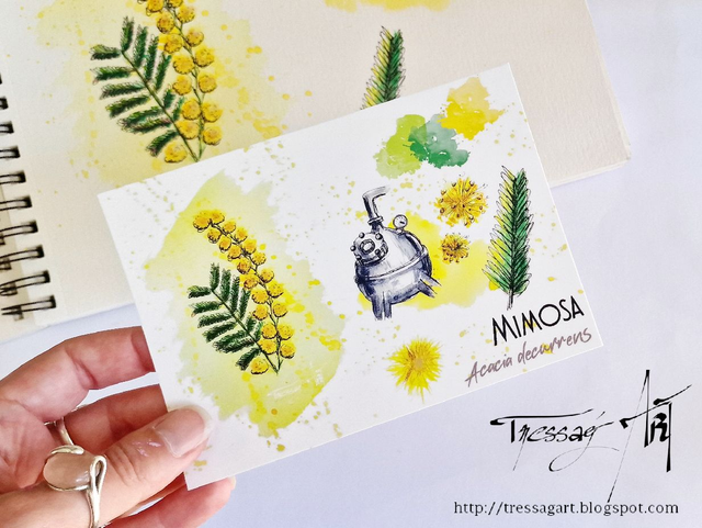 CARTE &quot;PLANTES A PARFUM&quot; de Grasse - Acacia decurrens - Mimosa - TR007004