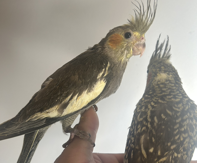 Hand Reared Baby Cockatiels 