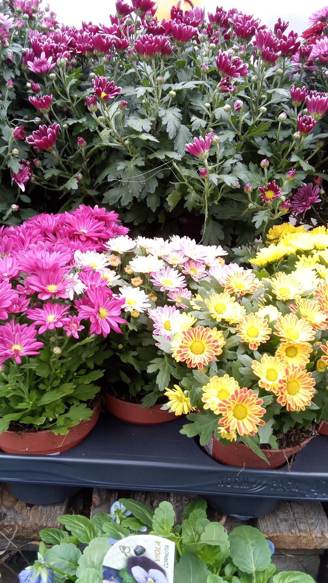 Chrysanthème pot 10,5