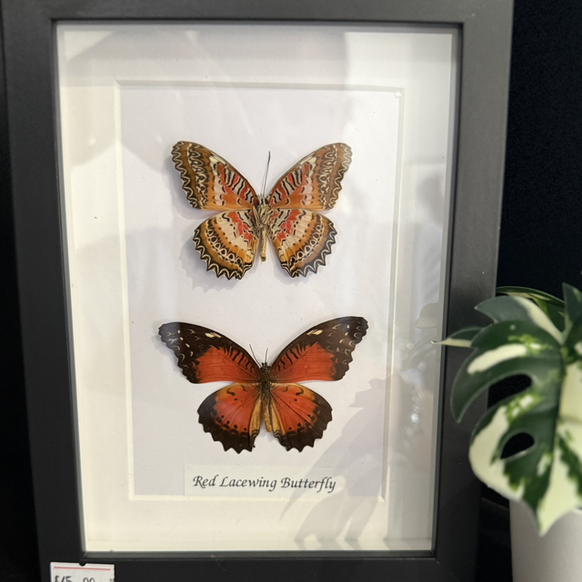 Red Lacewing Butterfly