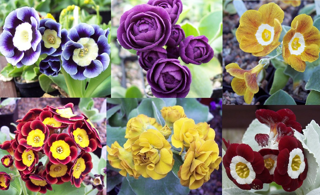 6 plant auricula starter collection