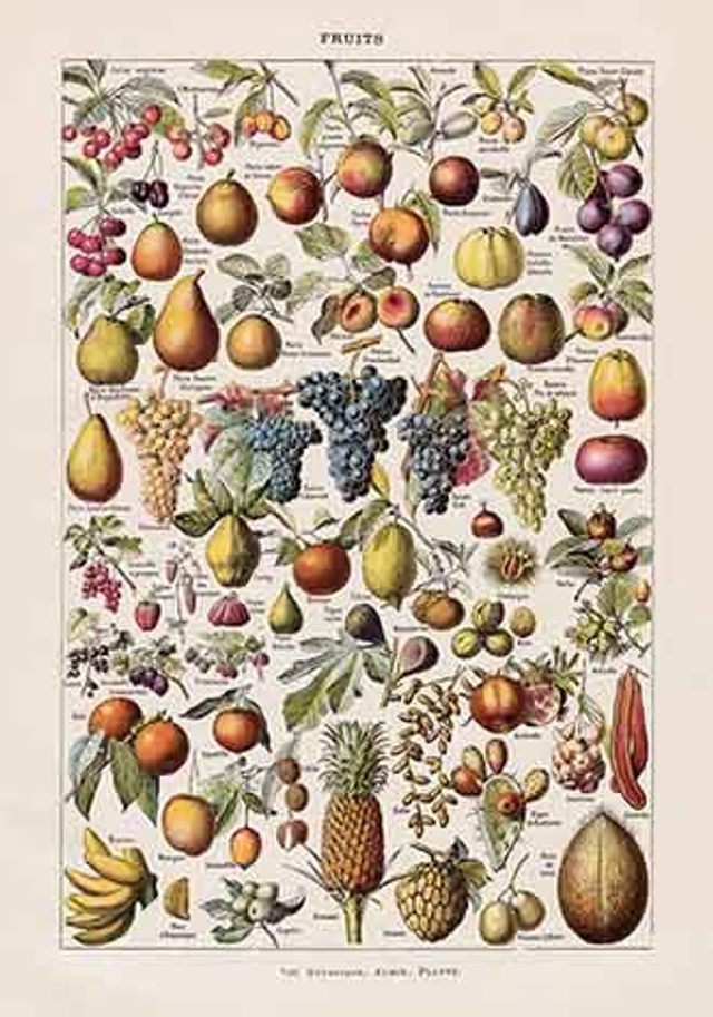 Chart Fruits Larousse