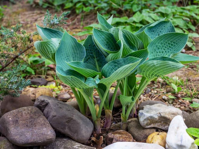 A19 . Hosta 'Elegans'