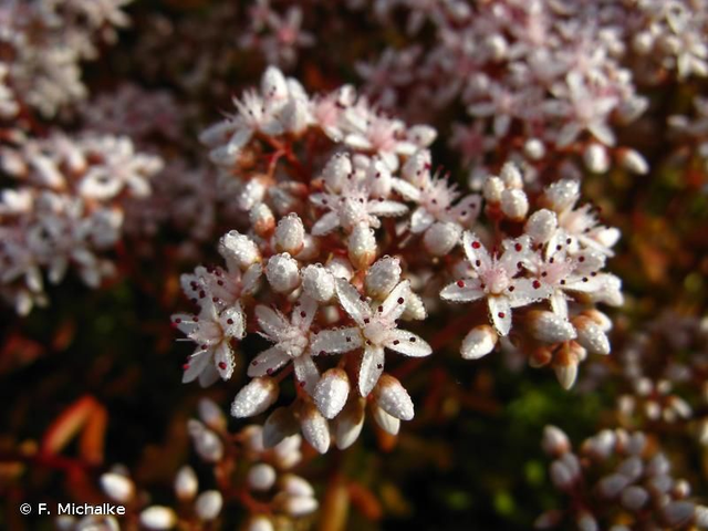 Orpin blanc (Sedum album )