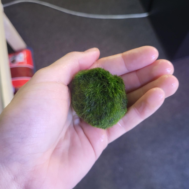 Chladophlora Aegagropila

Marimo/Mosbal 8715897016066