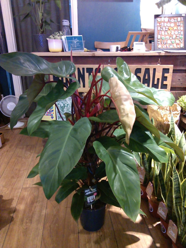 Philodendron red emerald in19cm pot 80cm tall 