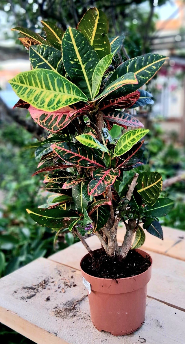 B46 . Croton Codiaeum in vaso 17