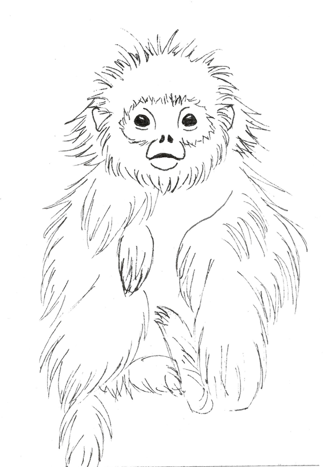 Carte &quot;Finis Moi!&quot; - Le Rhinopithèque de Roxellane