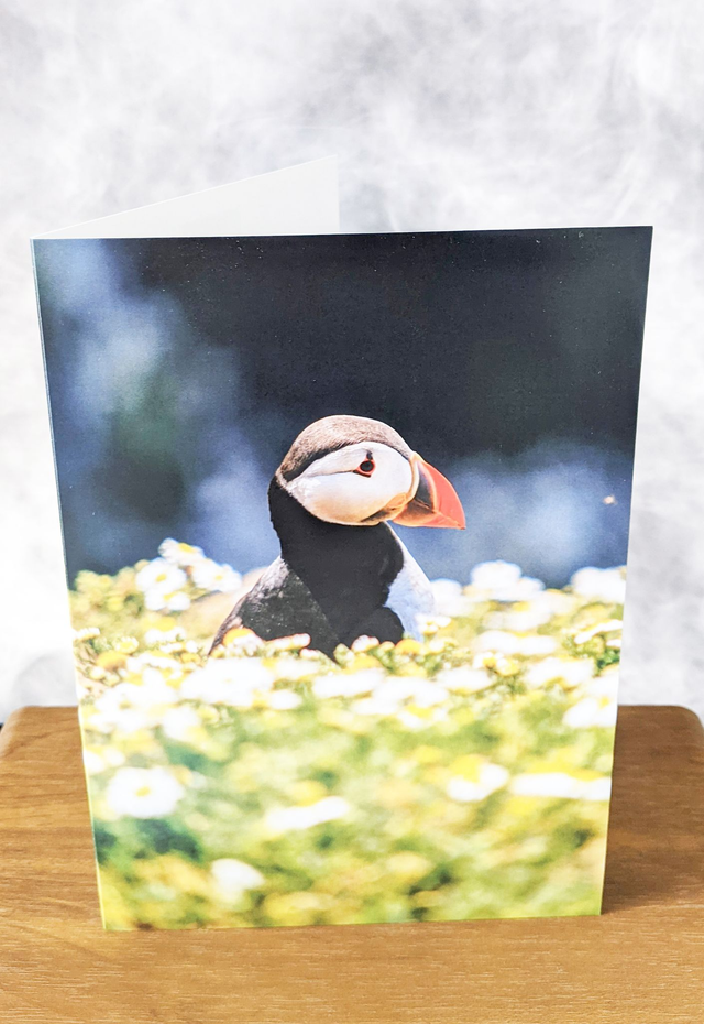 Spring Puffin Blank Card
