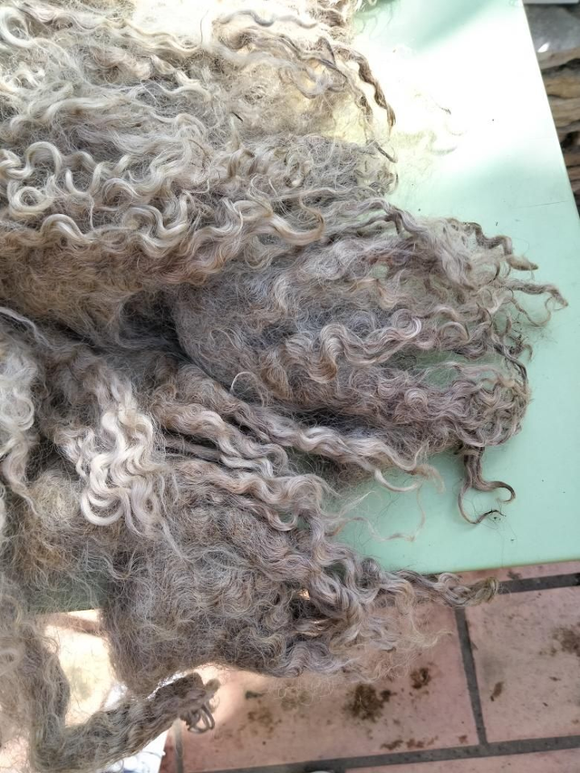 Leicester Longwool TB0225 BRUTE