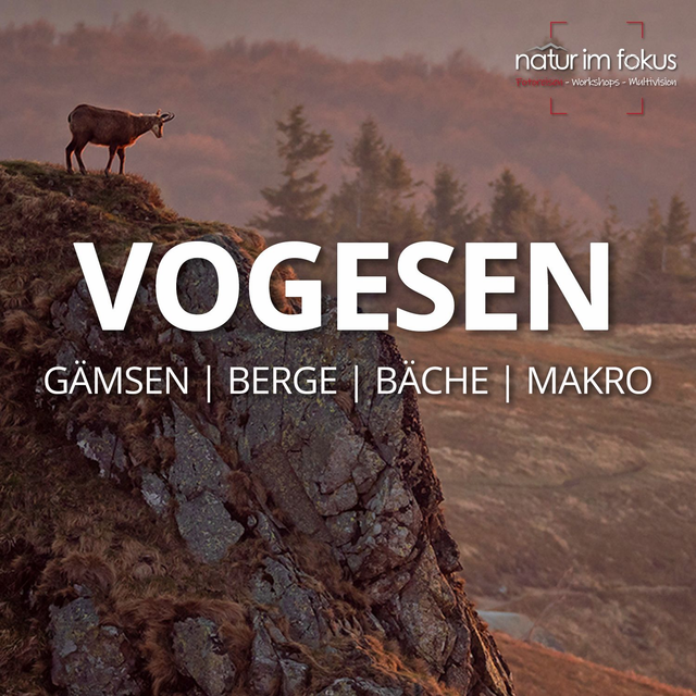 Anzahlung Fotoreise VOGESEN – Naturfotografie Herbst – 22.-25.10.2026