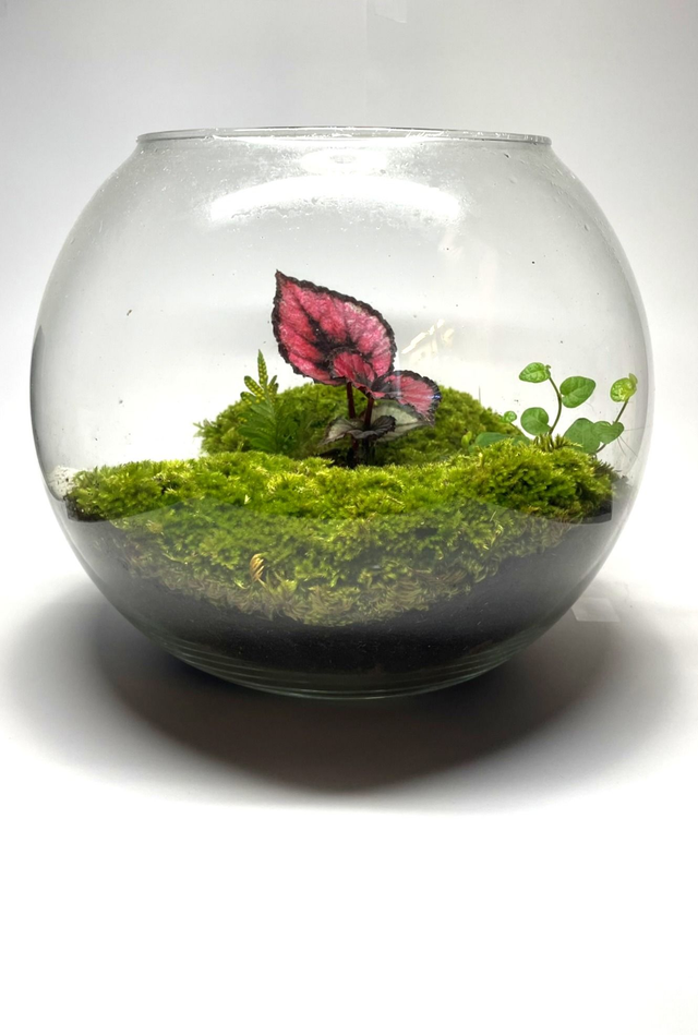 Biosphère "Bégonia Rex"