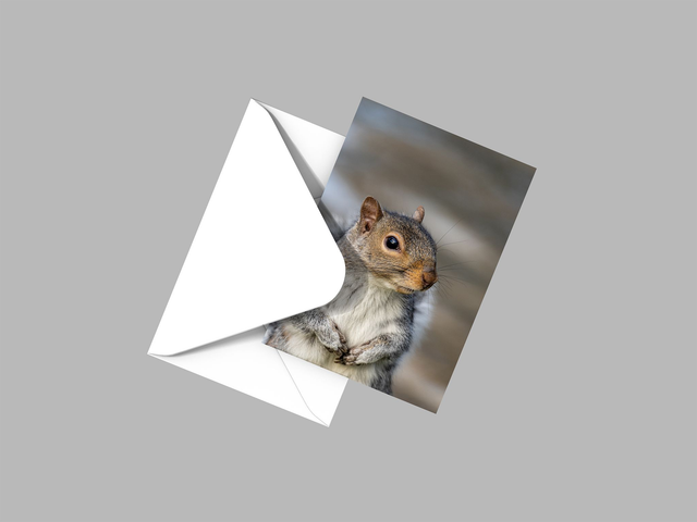 Squirrel Nutkin, Redcar