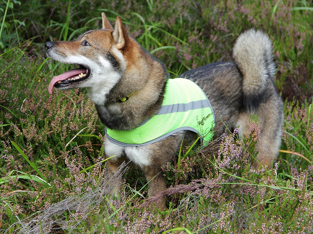 Brava ATTE Koiran huomioliivi