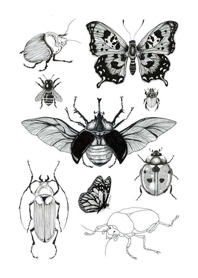 AFFICHE COMPOSITION D’INSECTES STYLO