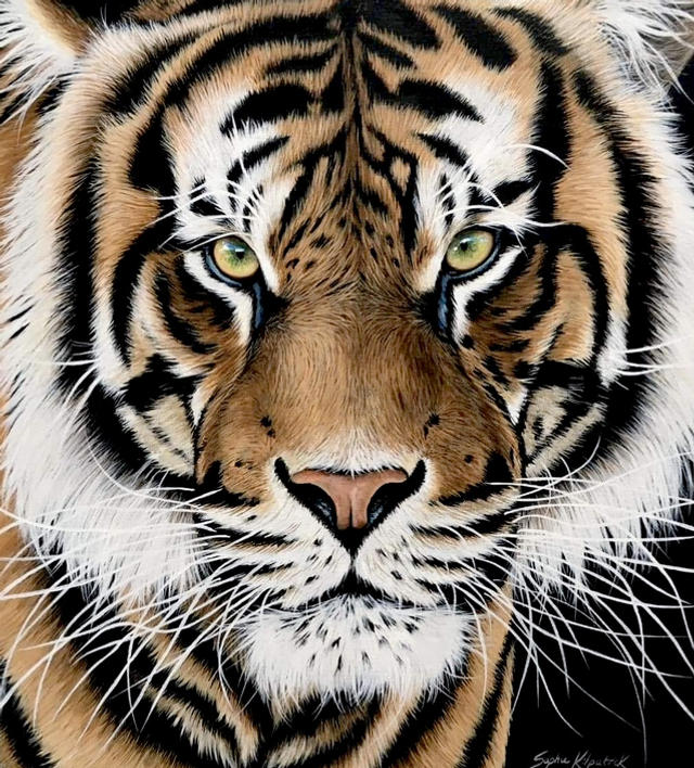 ‘A Tigers Stare’ Original Painting