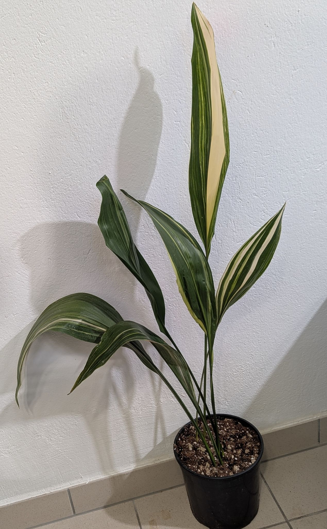 Aspidistra Elatior Variegata Schusterpalme