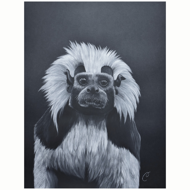 Tamarin à crête blanche - Aquarelle originale