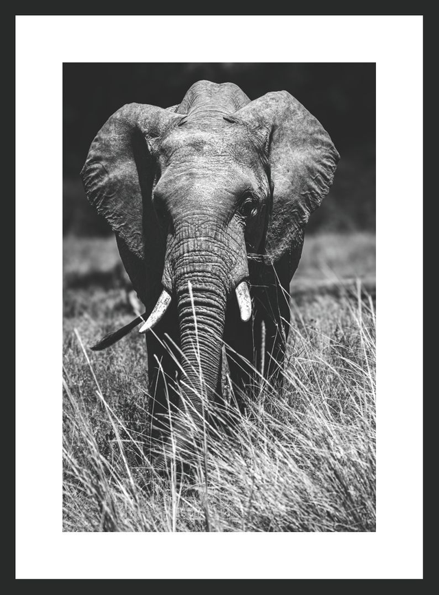 Eléphant -Masaï Mara Kenya - Réf: K-2317