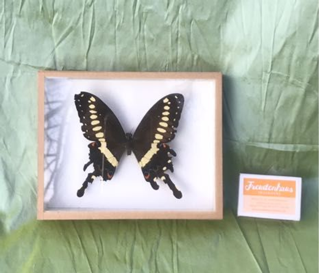 Schmetterling  Bild hinter Glas