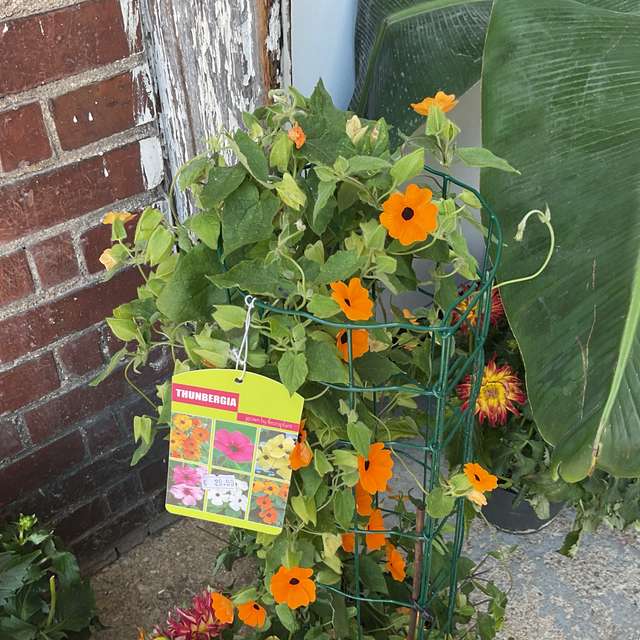 Thunbergia 