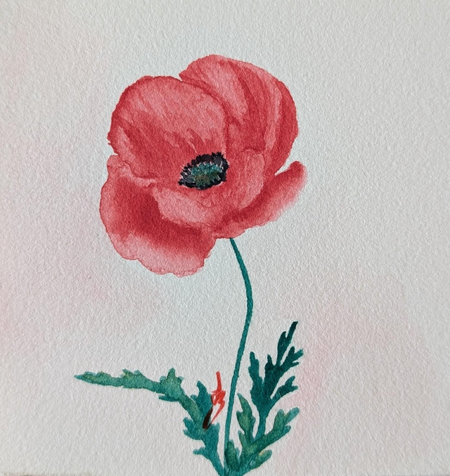 Coquelicot • Aquarelle originale encadrée