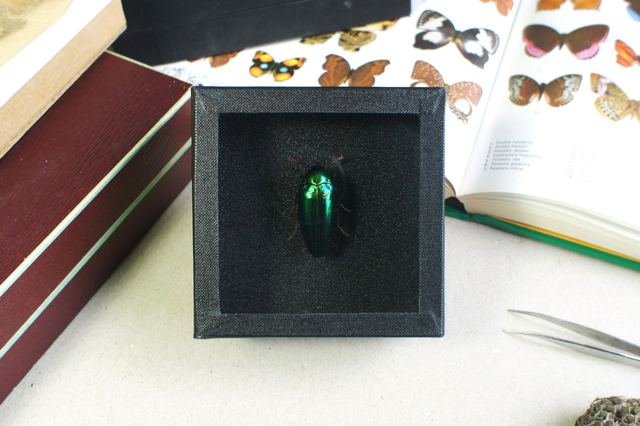 Sternocera aequisignata