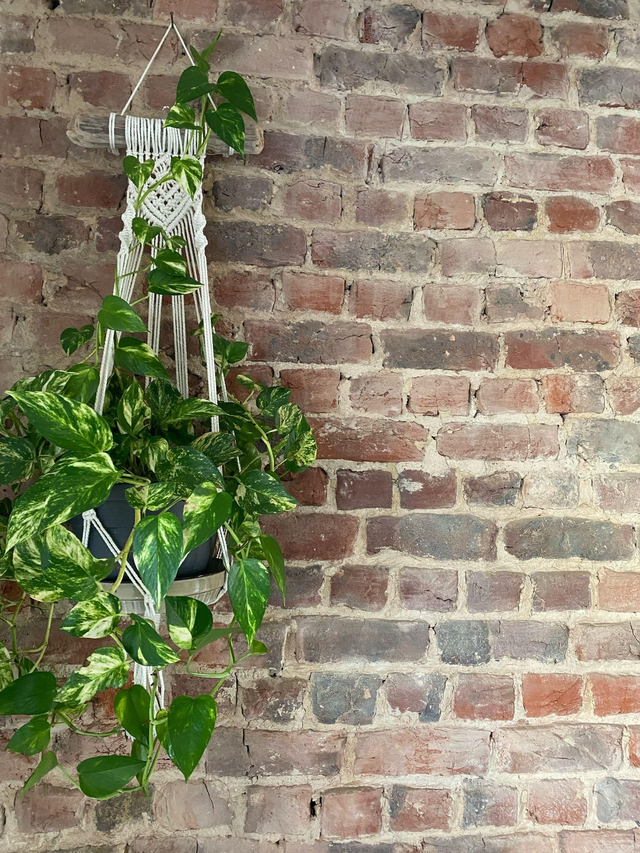 Suspension pour plante en macramé sur bois flotté