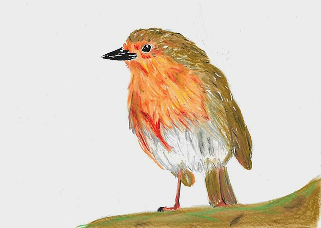 A4 print - The Robin 