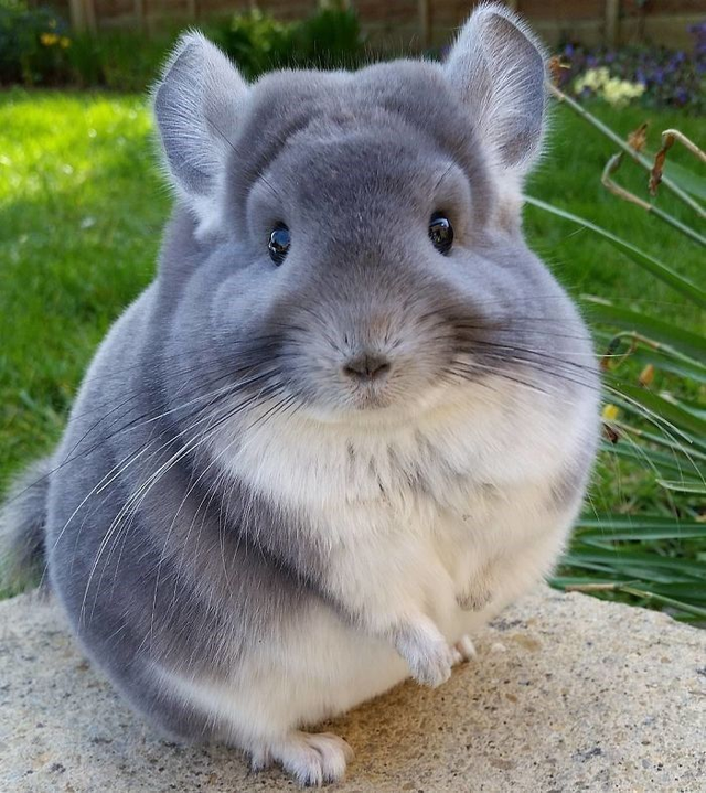 Chinchilla