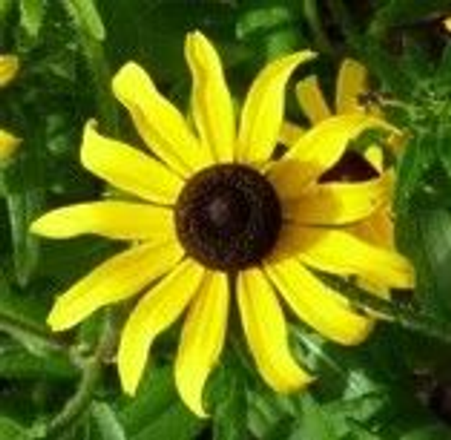 Rudbeckia Hérissée AB - Rudbeckia Hirta