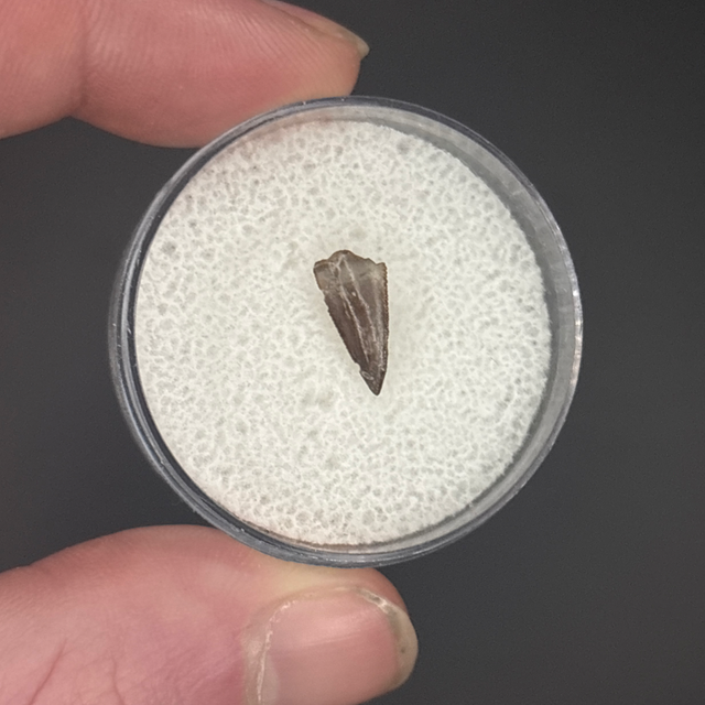 Xenacanthus Tooth